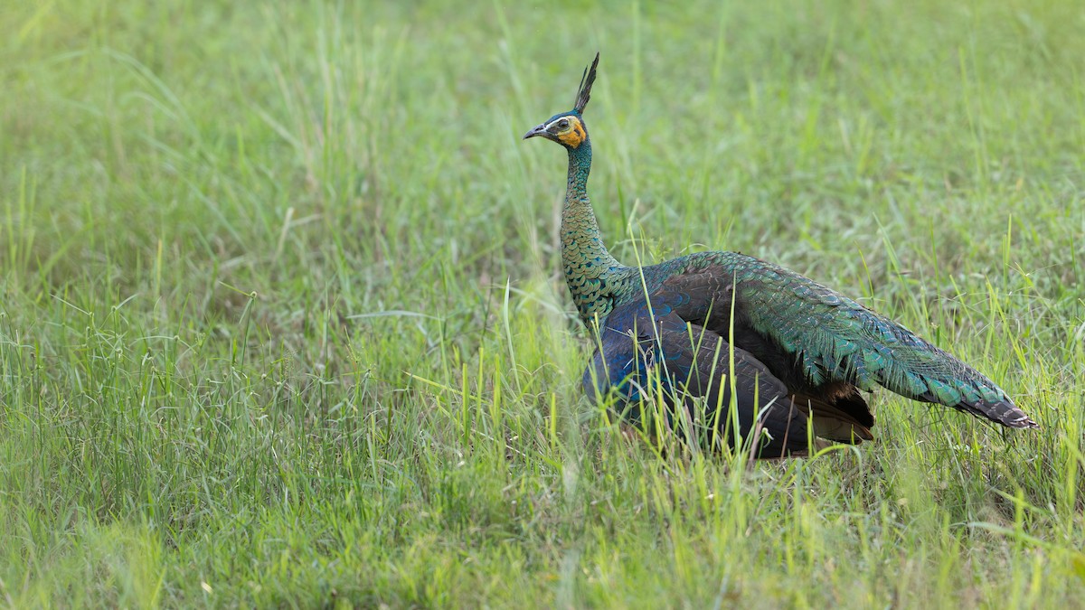 Павич синьокрилий - ML645045050