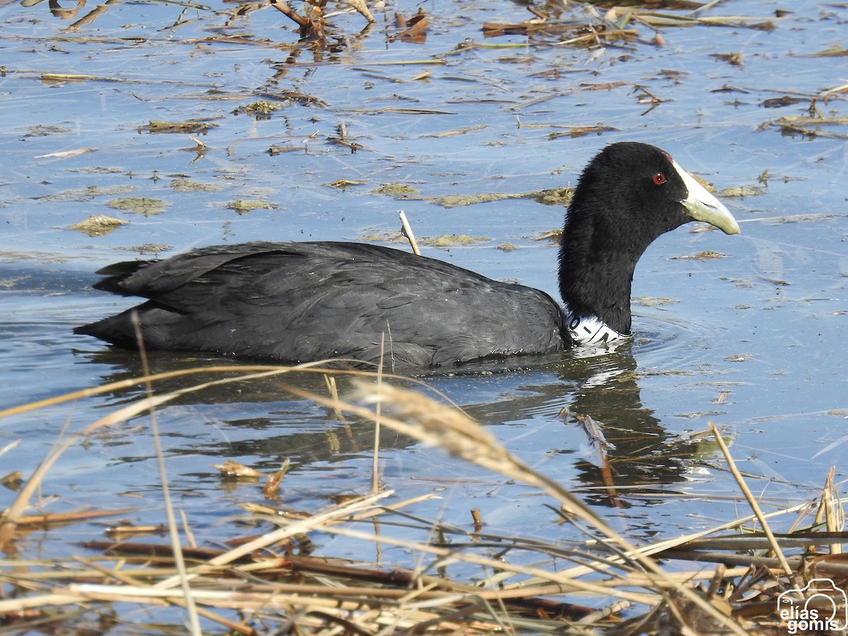 Red-knobbed Coot - ML645045058