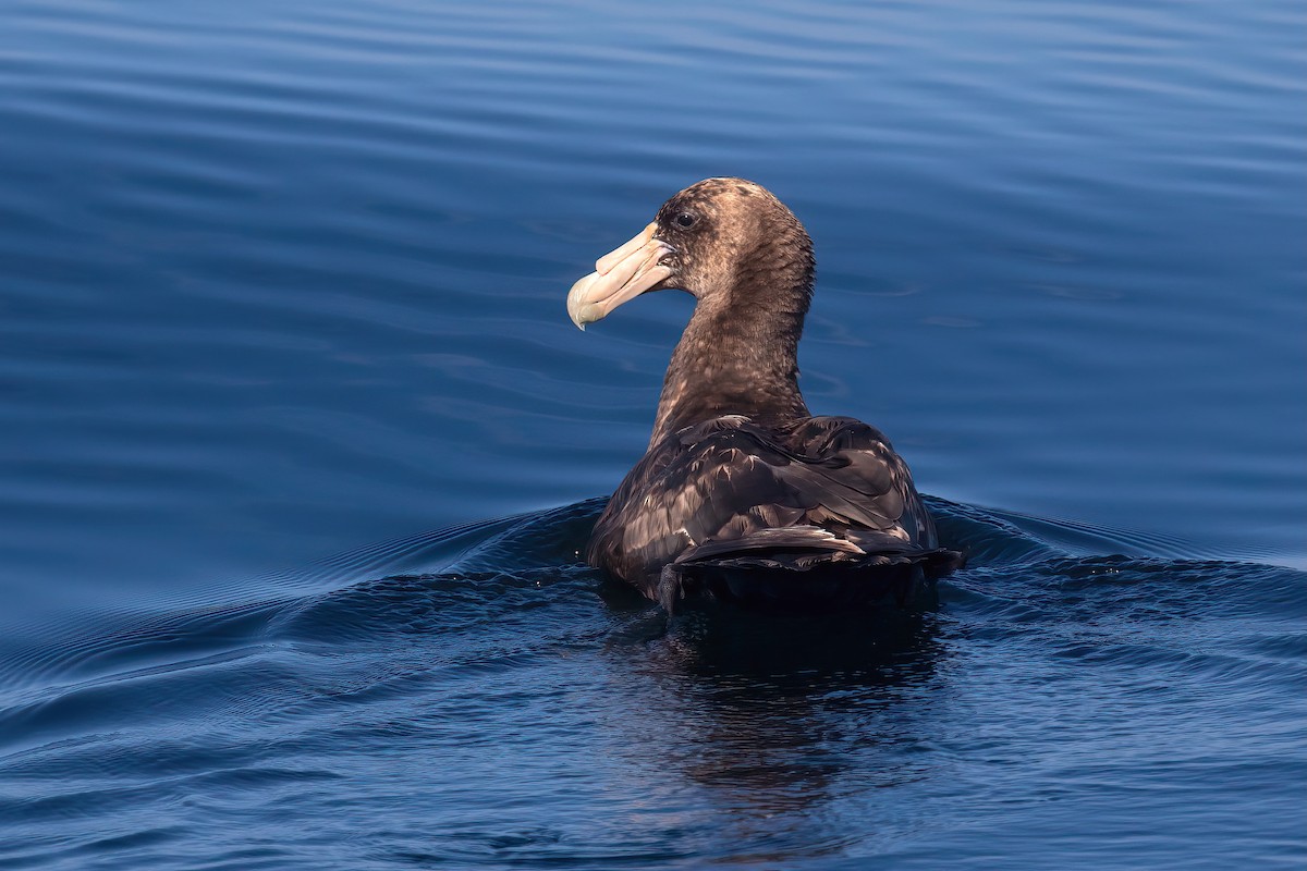 sørkjempepetrell - ML645045059