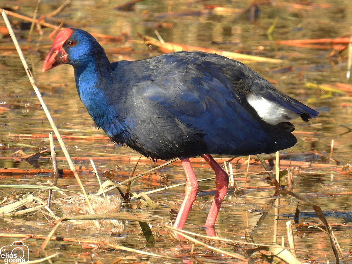 Western Swamphen - ML645045060