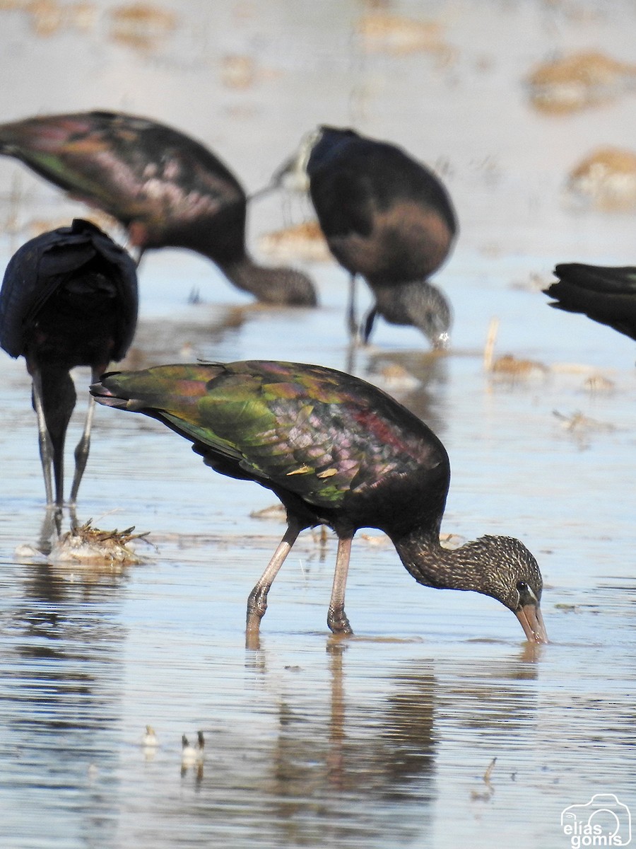 Glossy Ibis - ML645045063