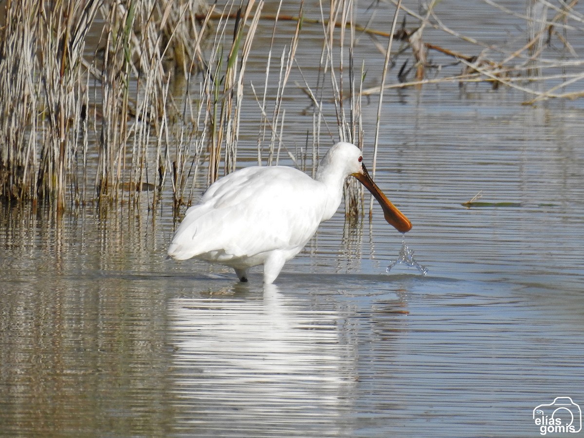 Eurasian Spoonbill - ML645045066