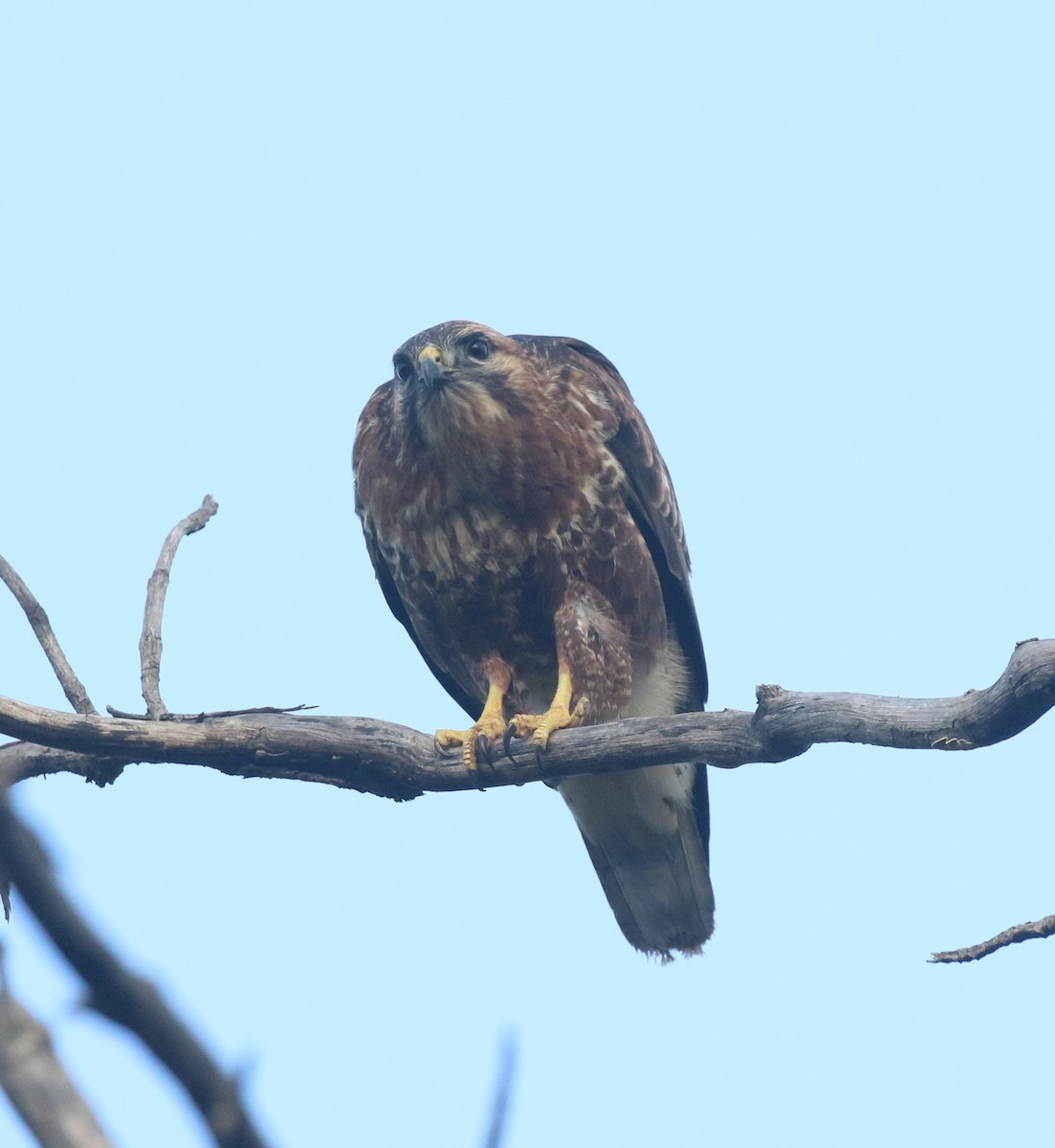 ヨーロッパノスリ - ML645045068