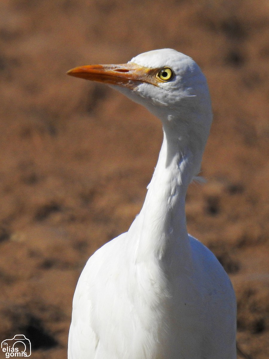 Western Cattle-Egret - ML645045070
