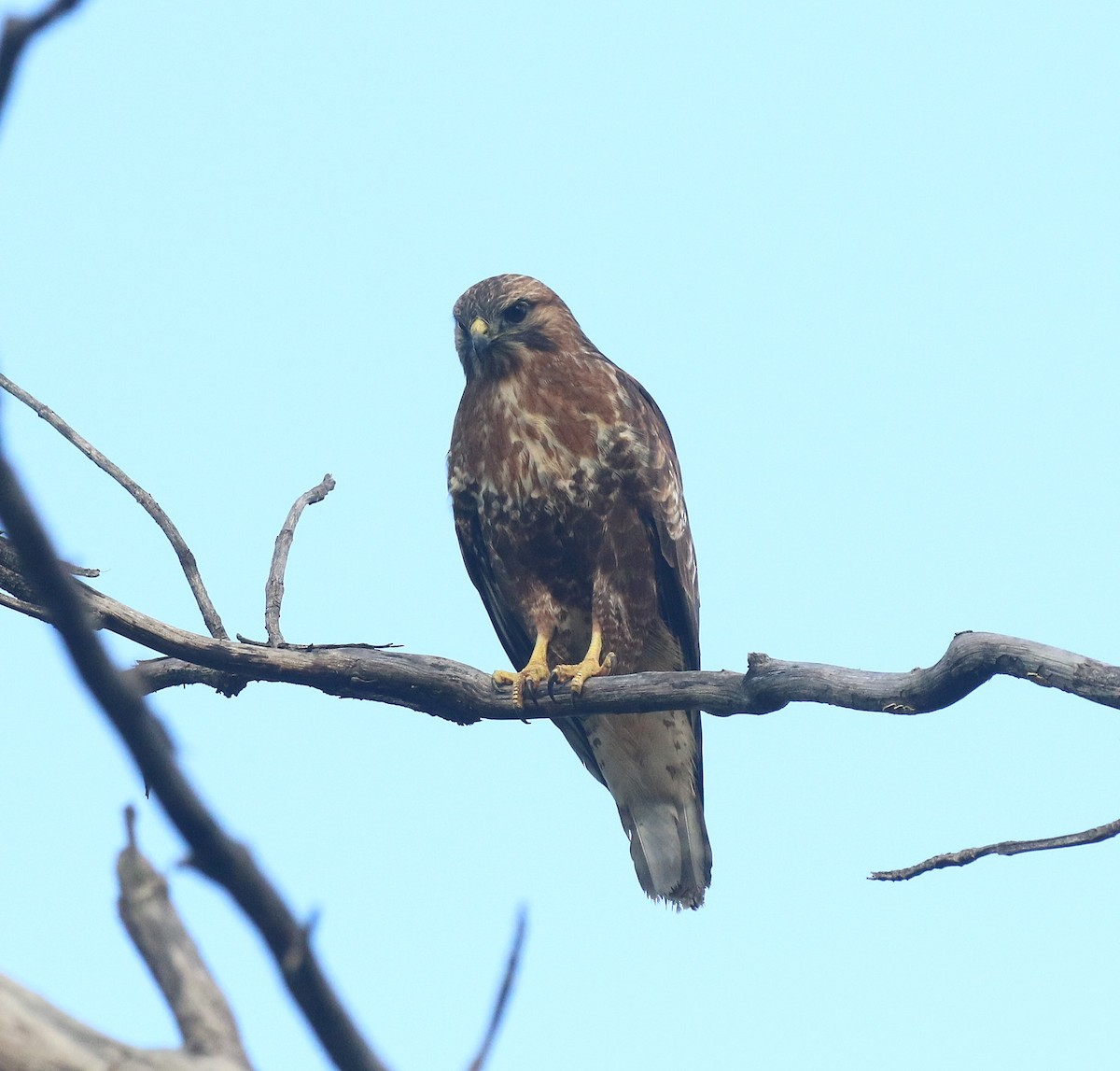 ヨーロッパノスリ - ML645045072