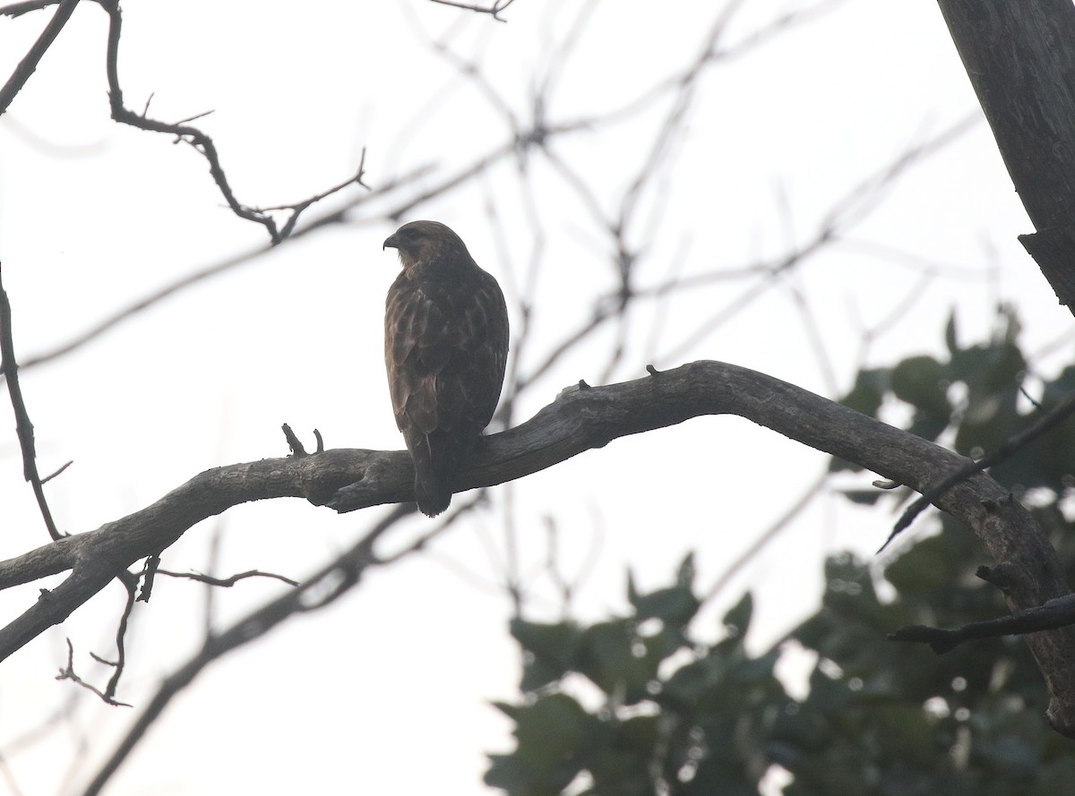 ヨーロッパノスリ - ML645045073