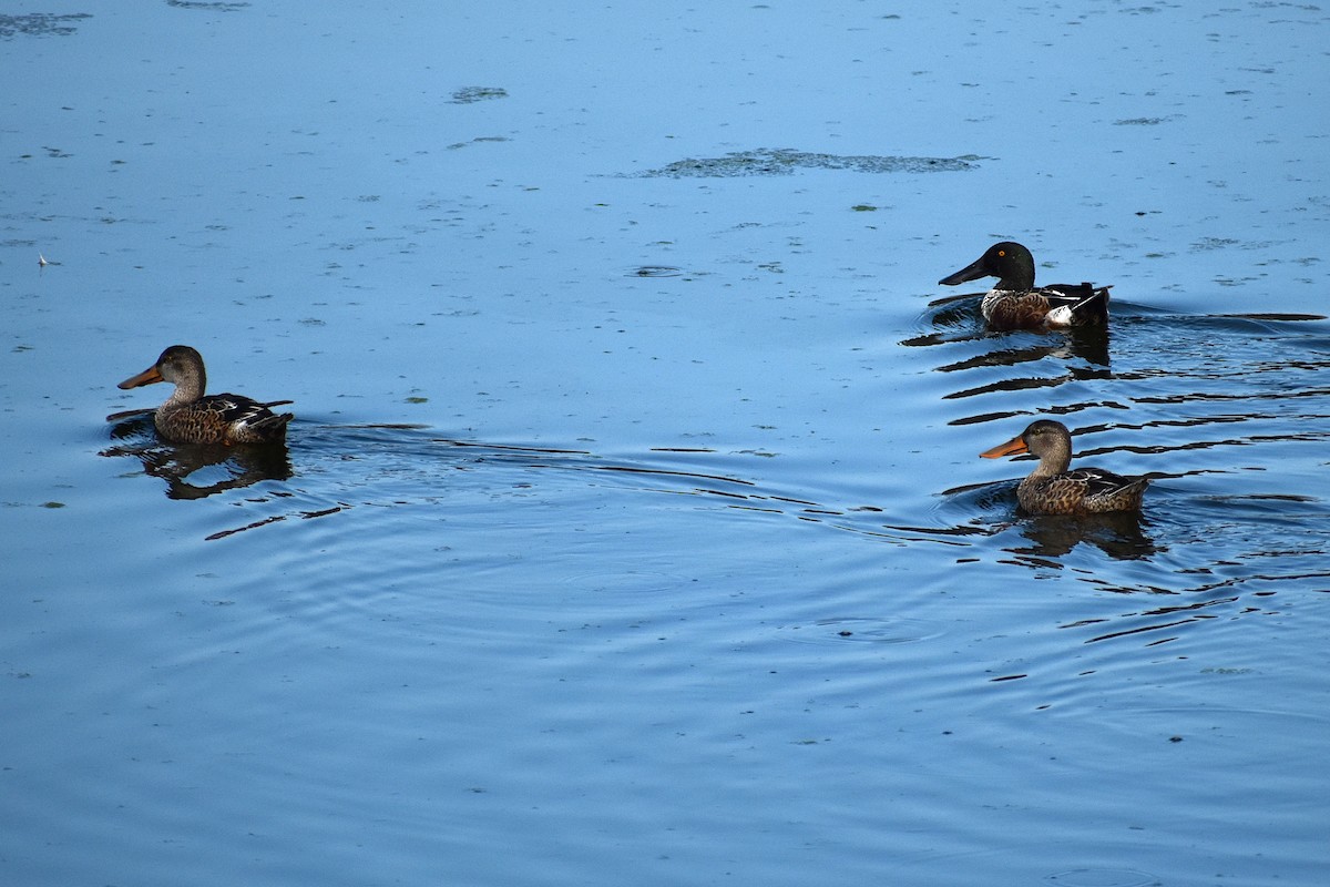Northern Shoveler - ML645045083