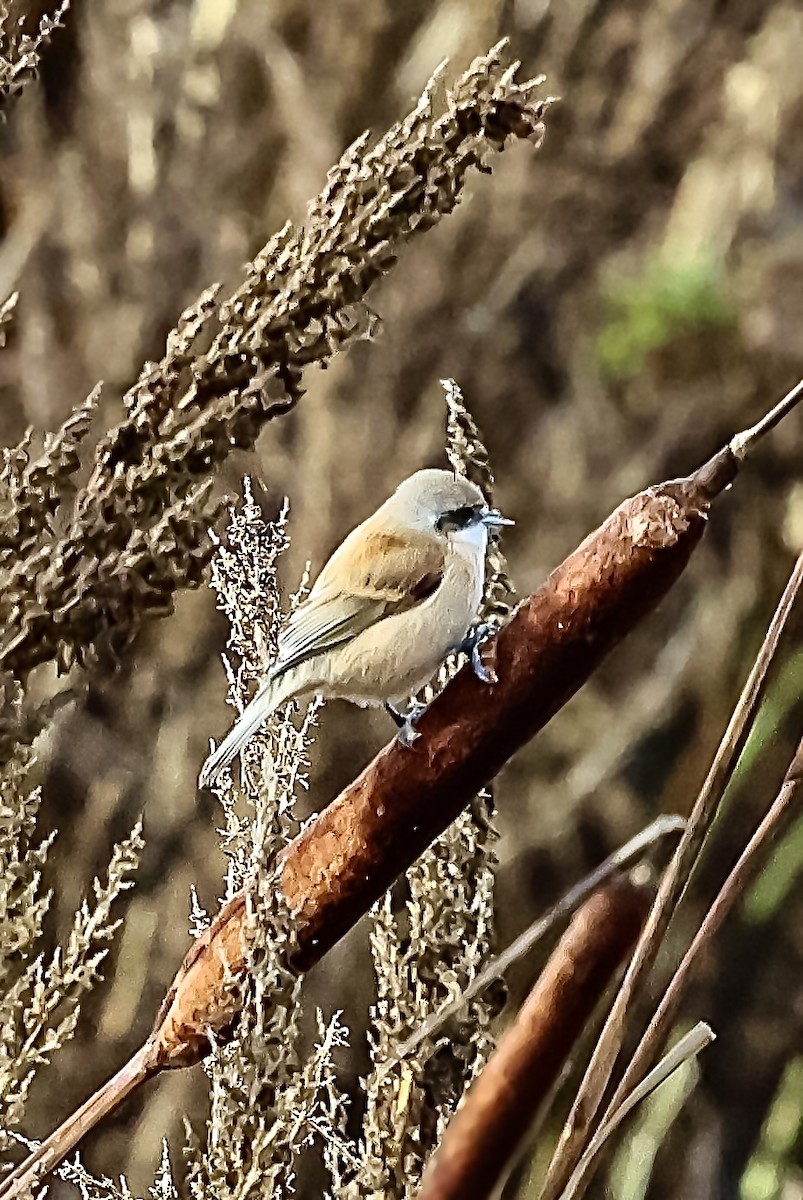 Eurasian Penduline-Tit - ML645045098