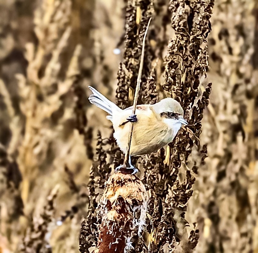 Eurasian Penduline-Tit - ML645045099