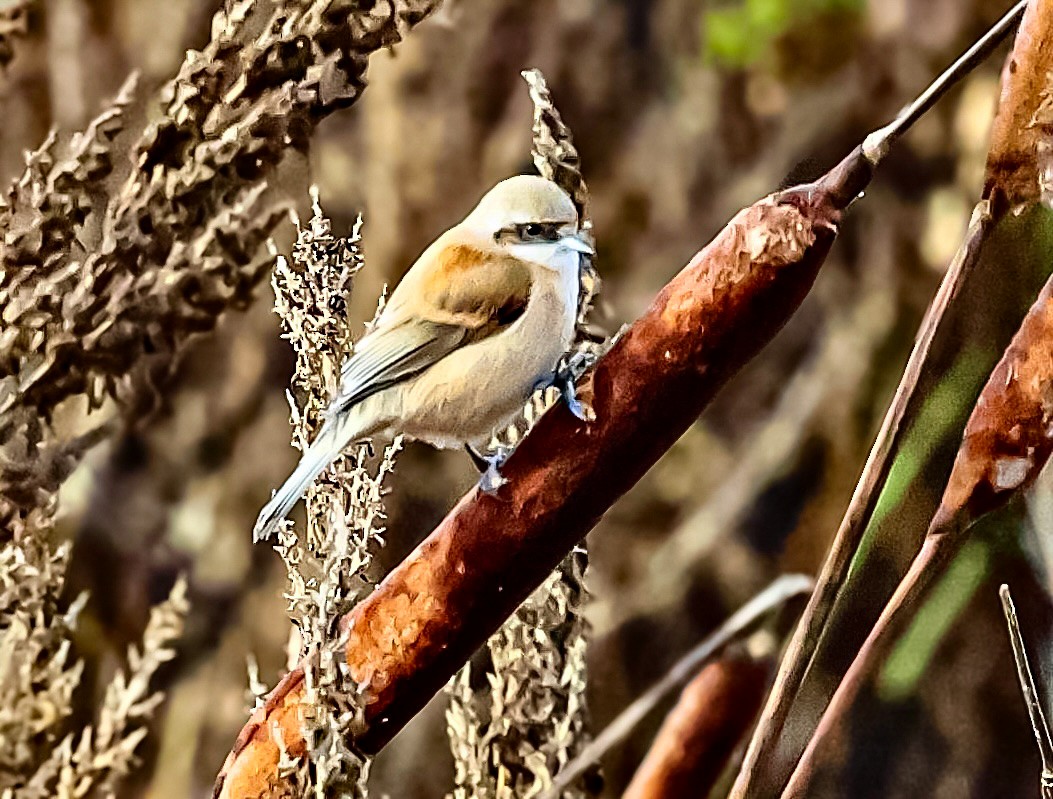 Eurasian Penduline-Tit - ML645045100