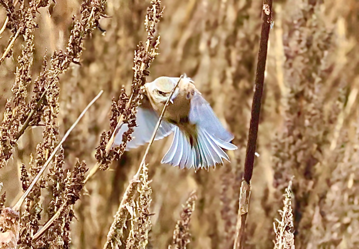 Eurasian Penduline-Tit - ML645045102