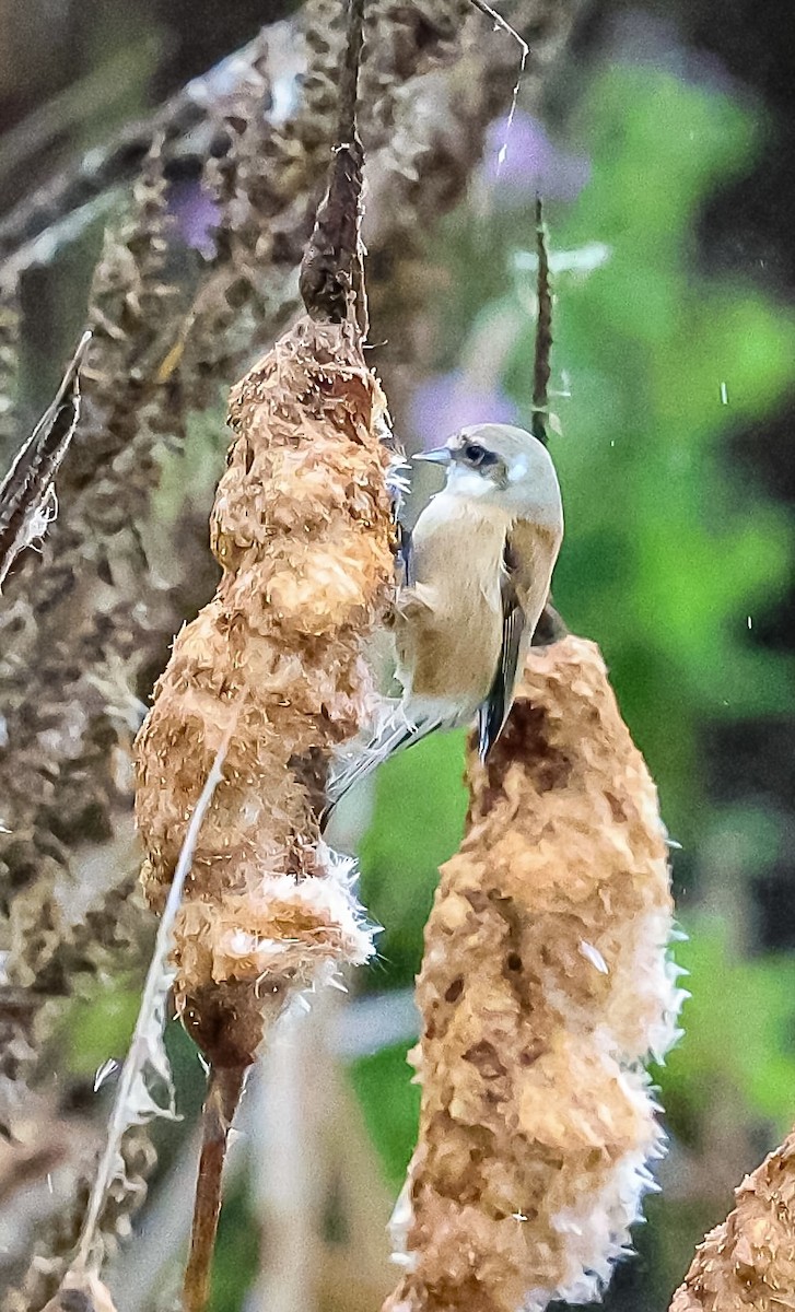 Eurasian Penduline-Tit - ML645045105