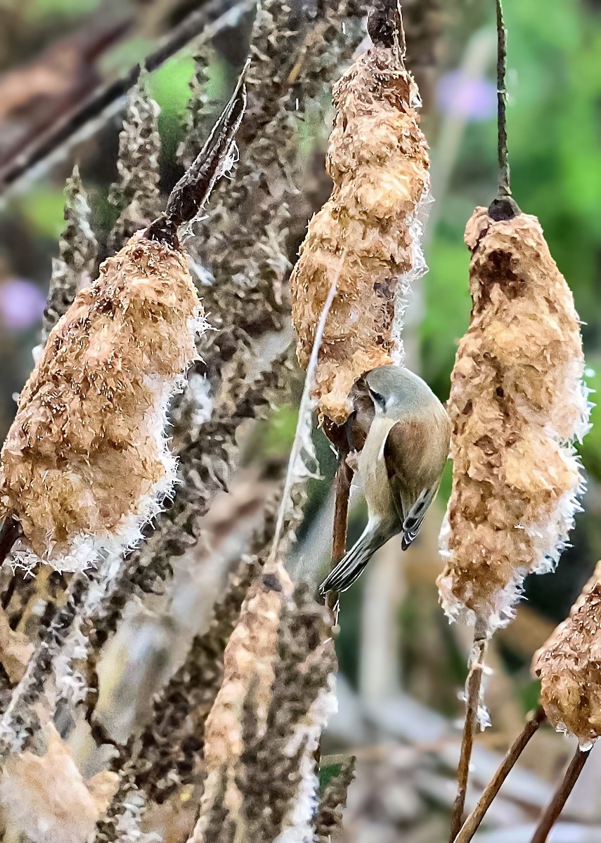 Eurasian Penduline-Tit - ML645045107