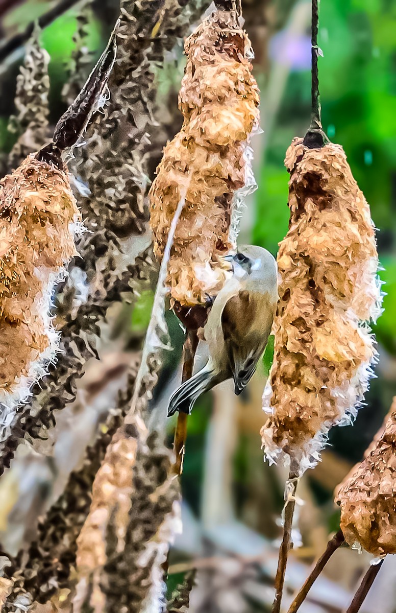 Eurasian Penduline-Tit - ML645045108