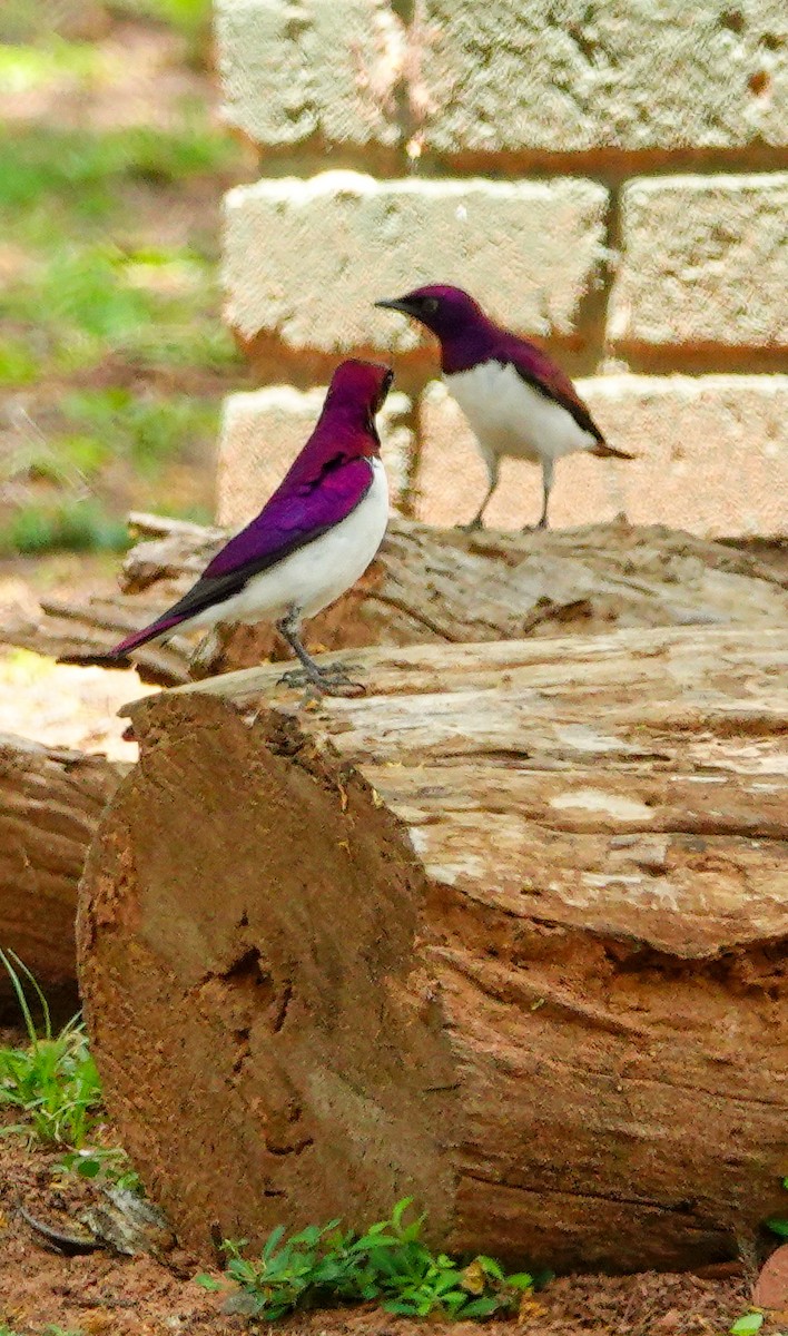 Шпак-куцохвіст аметистовий - ML645045110