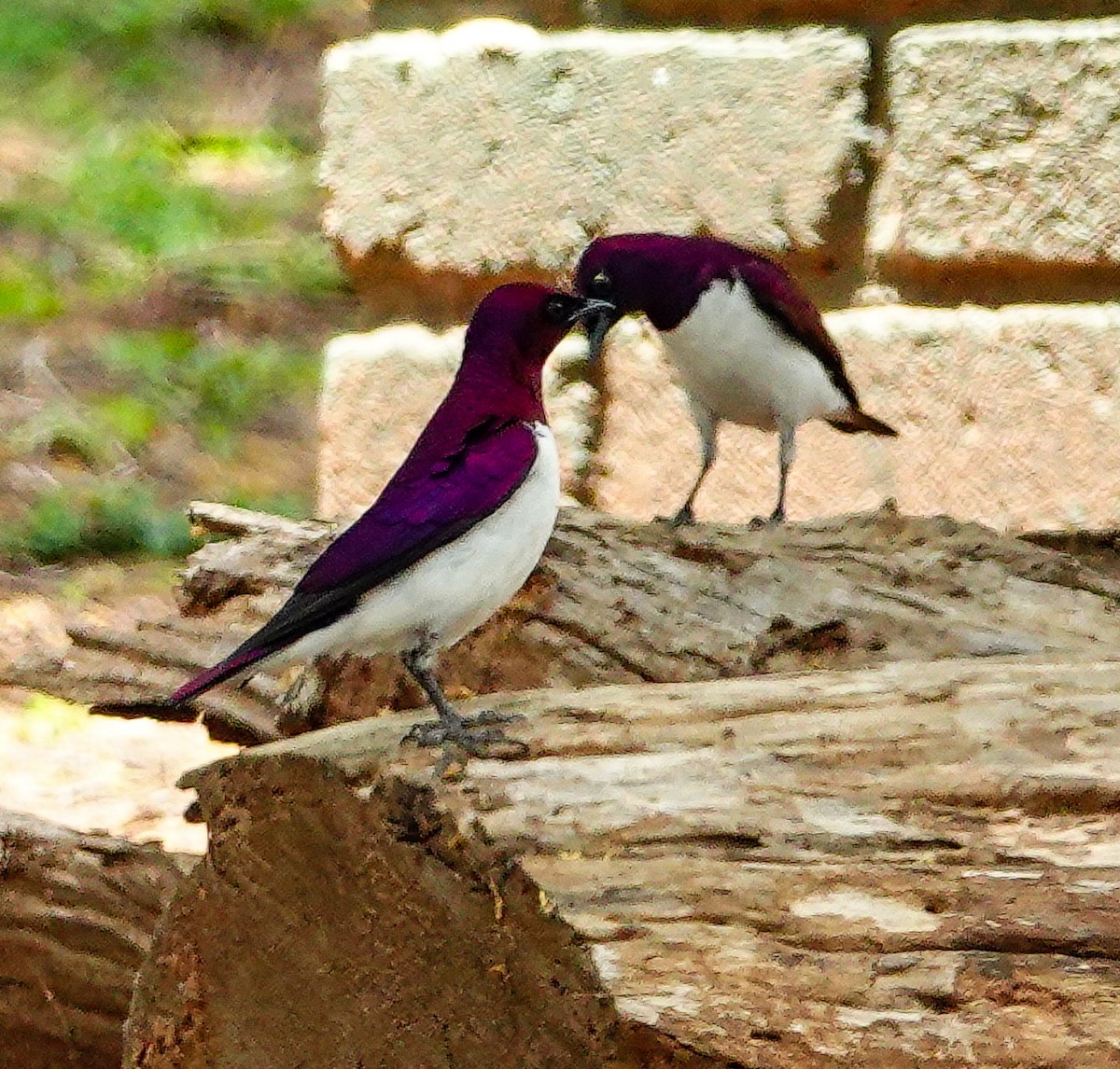 Шпак-куцохвіст аметистовий - ML645045111