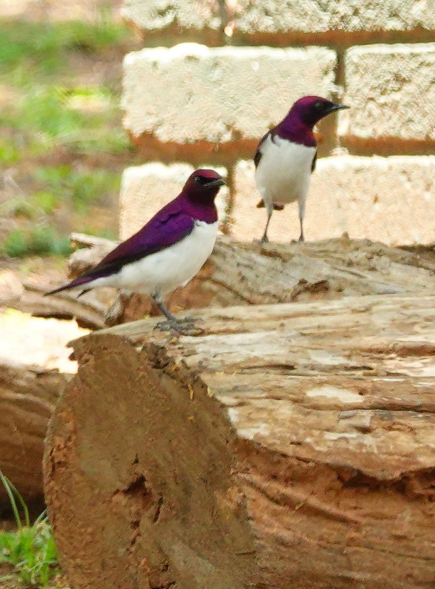 Шпак-куцохвіст аметистовий - ML645045112