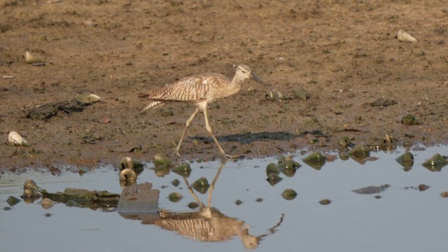 Eurasian Curlew - ML645045113