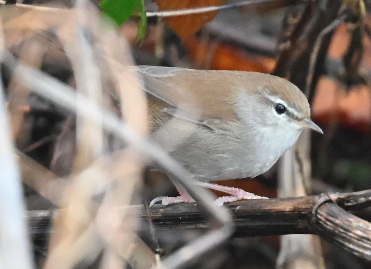 Cetti's Warbler - ML645045116