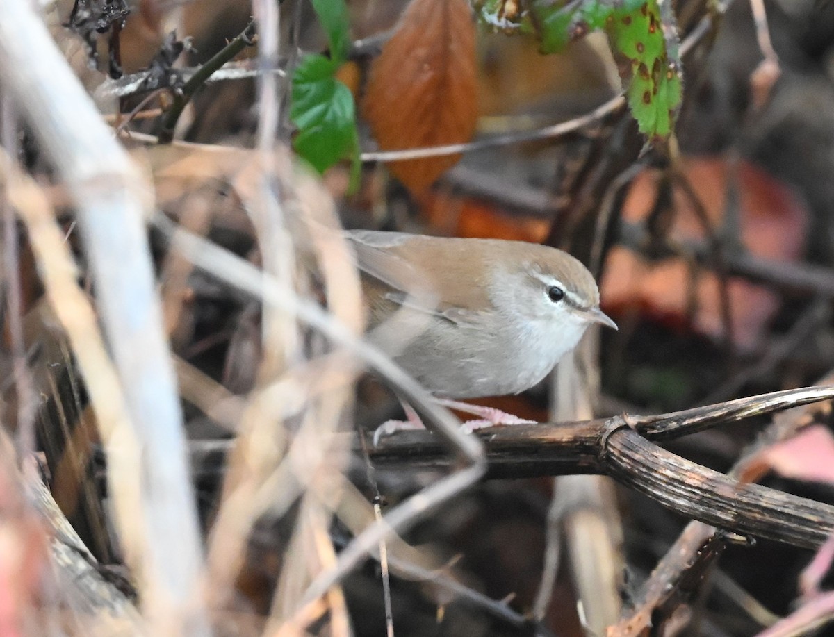 Cetti's Warbler - ML645045117