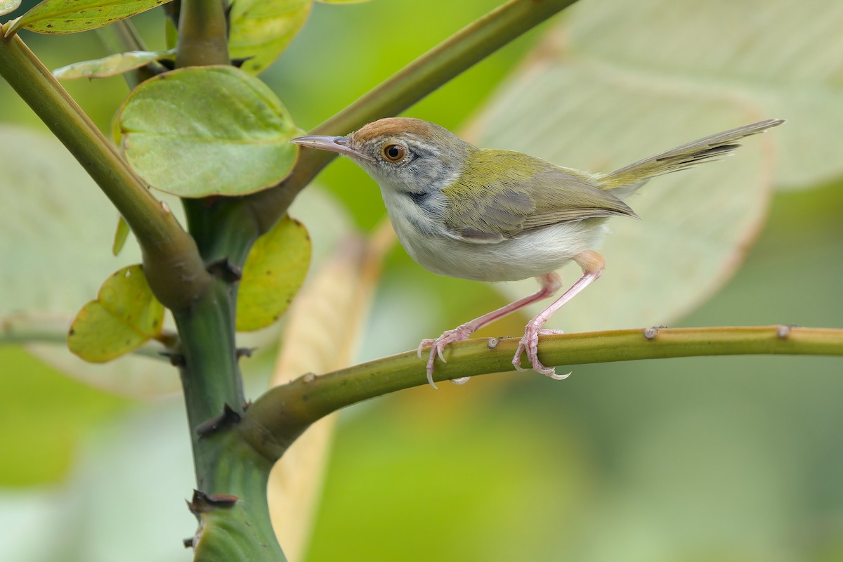 langstjertskredderfugl - ML645045121