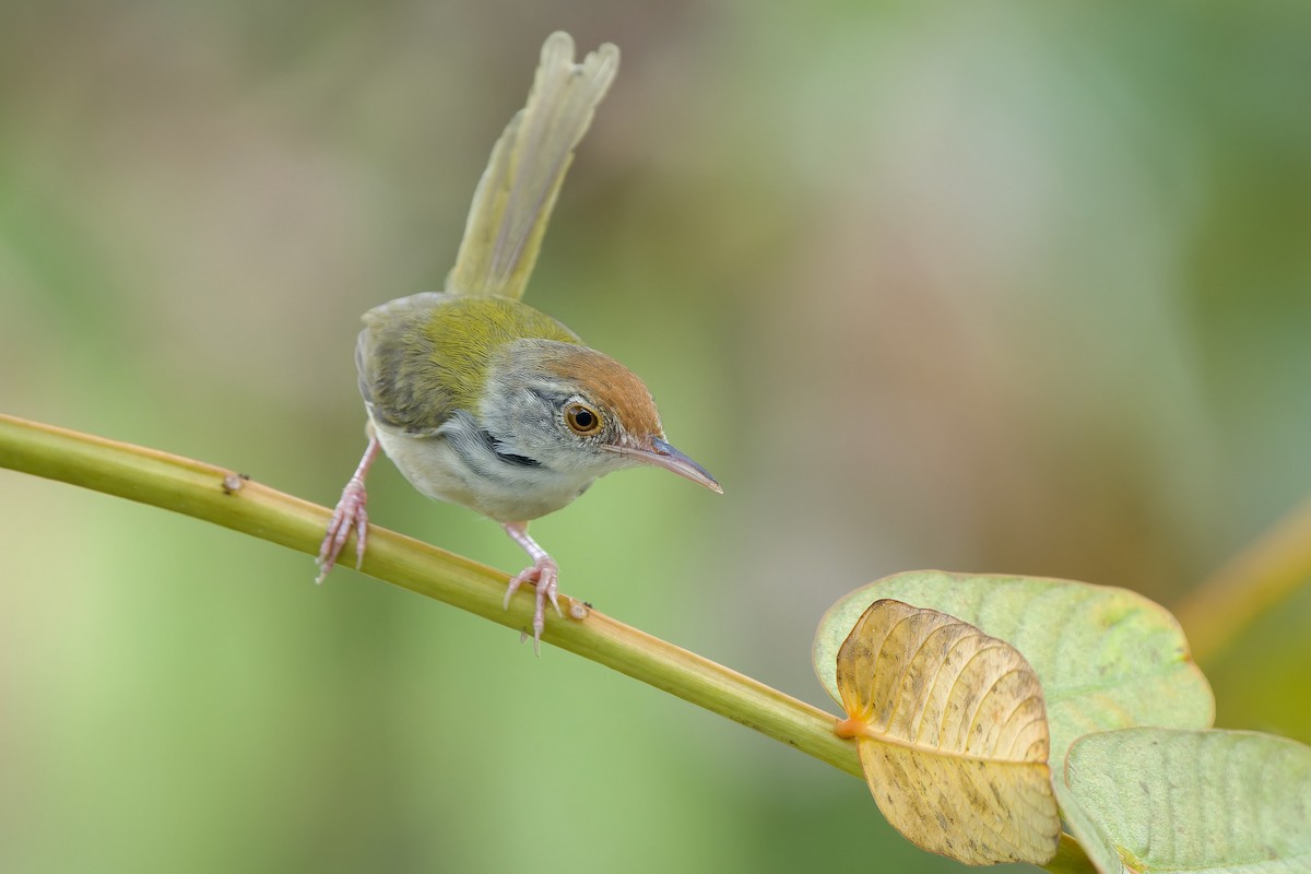 langstjertskredderfugl - ML645045122