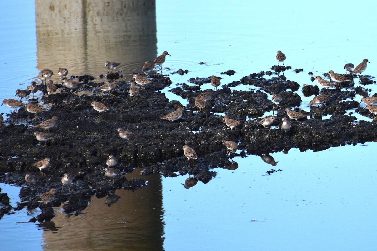 Least Sandpiper - ML645045125