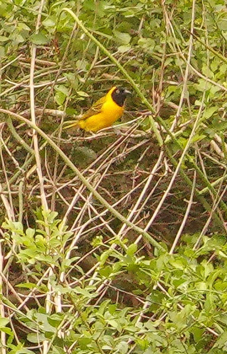 Ткачик савановий - ML645045139