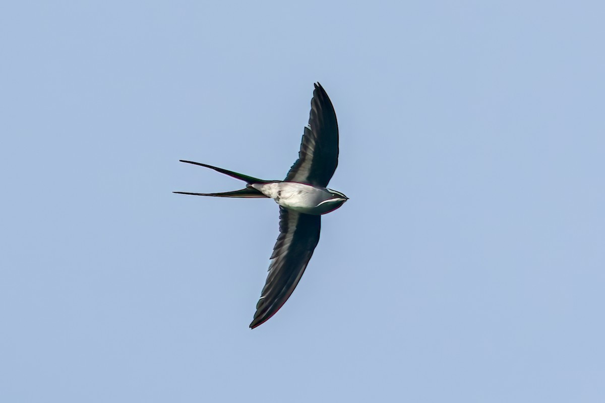 Moustached Treeswift - ML645045141