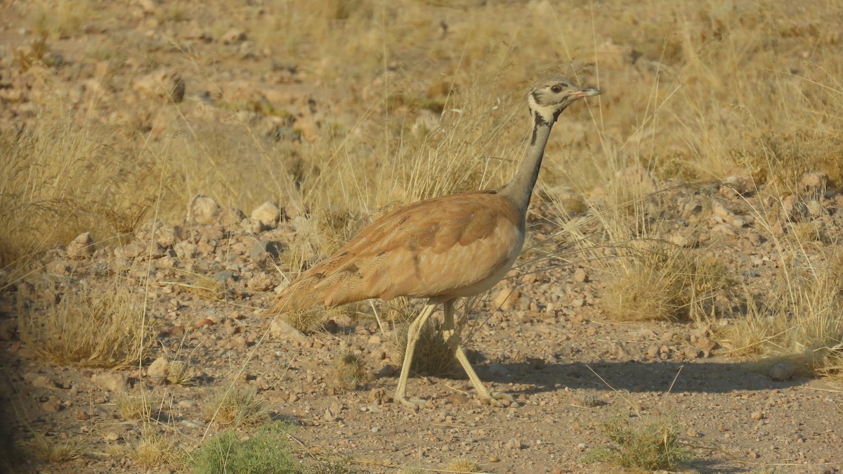Rüppell's Bustard - ML645045142