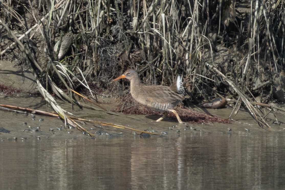 Clapper Rail - ML645045169