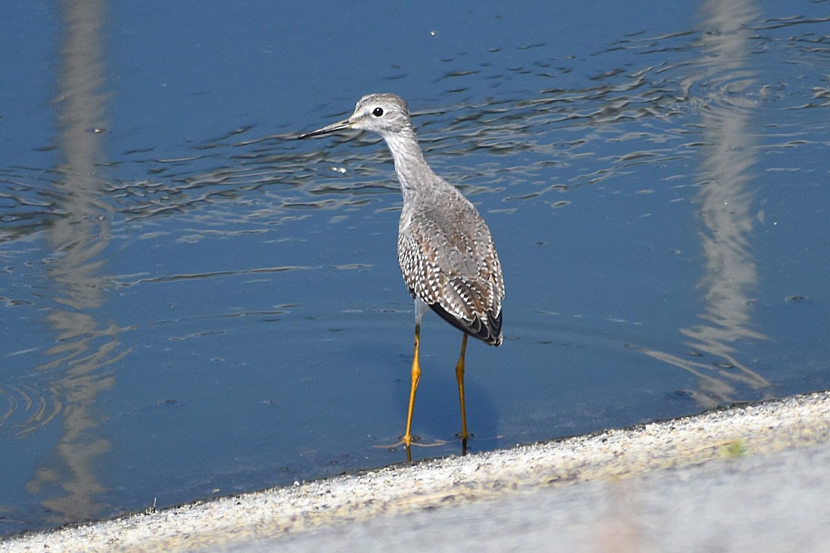 Lesser Yellowlegs - ML645045170
