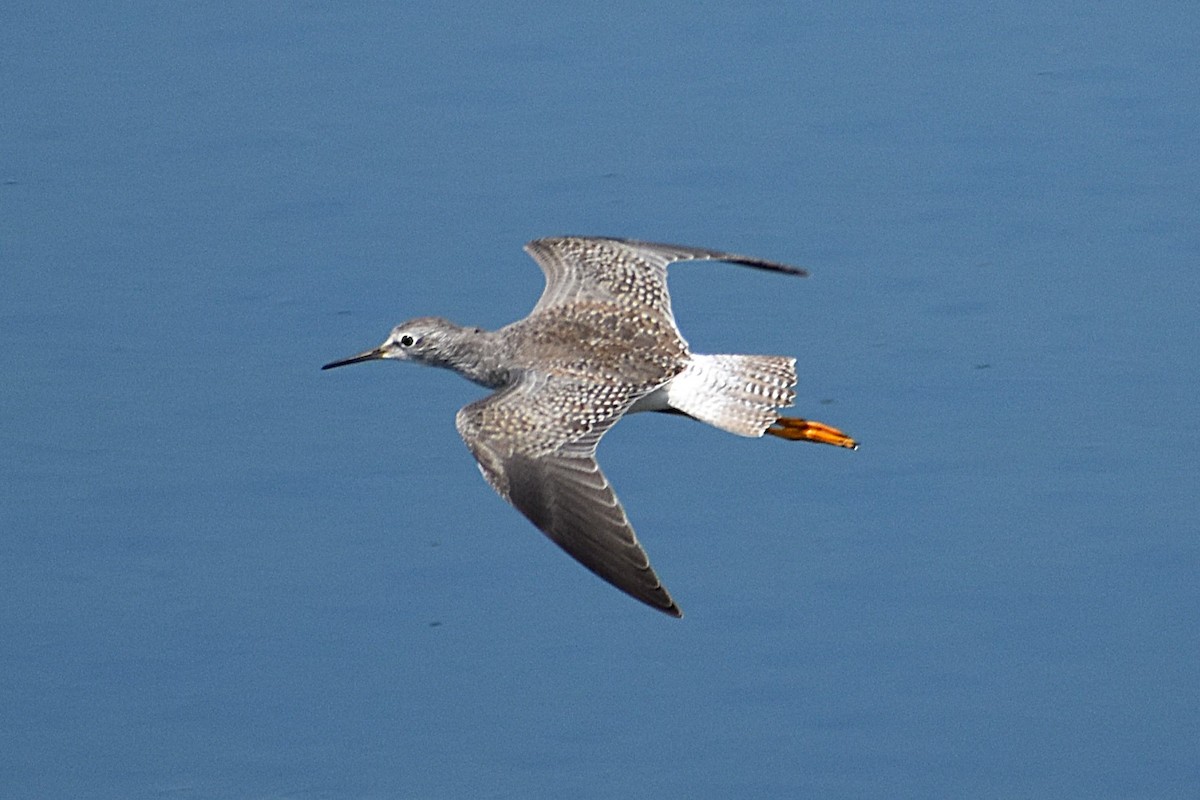 Lesser Yellowlegs - ML645045173