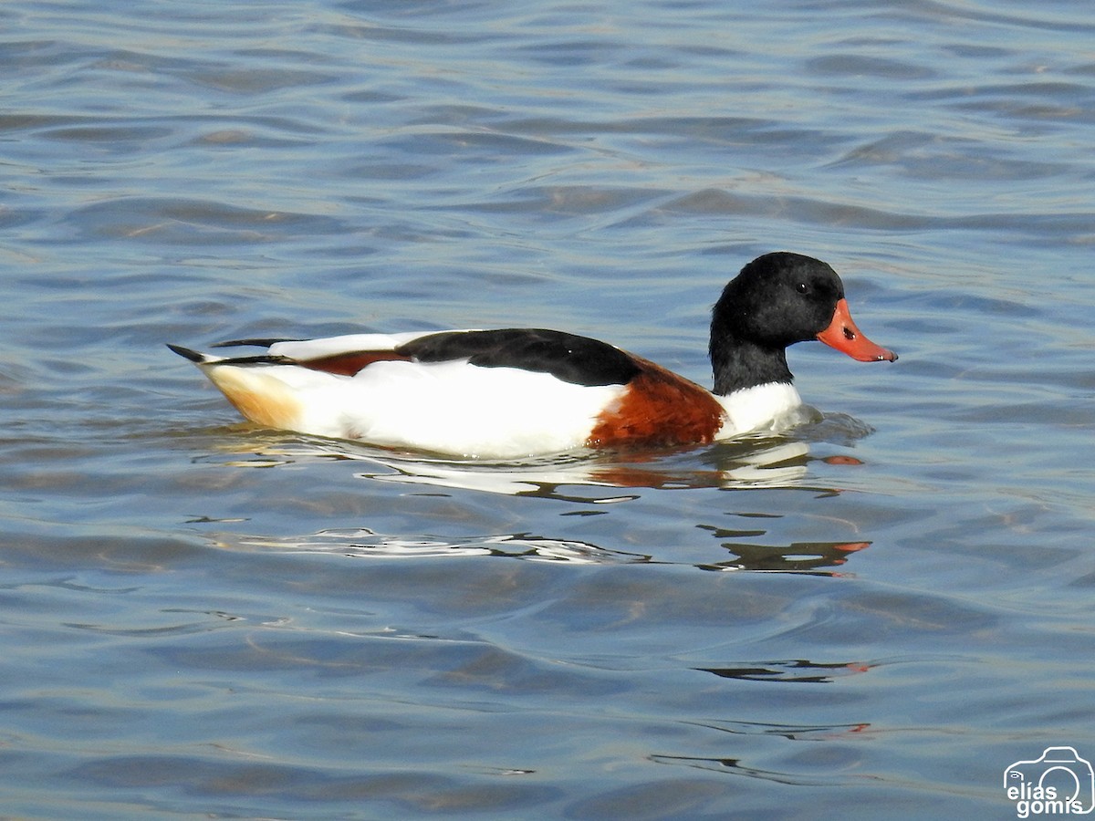 Common Shelduck - ML645045176