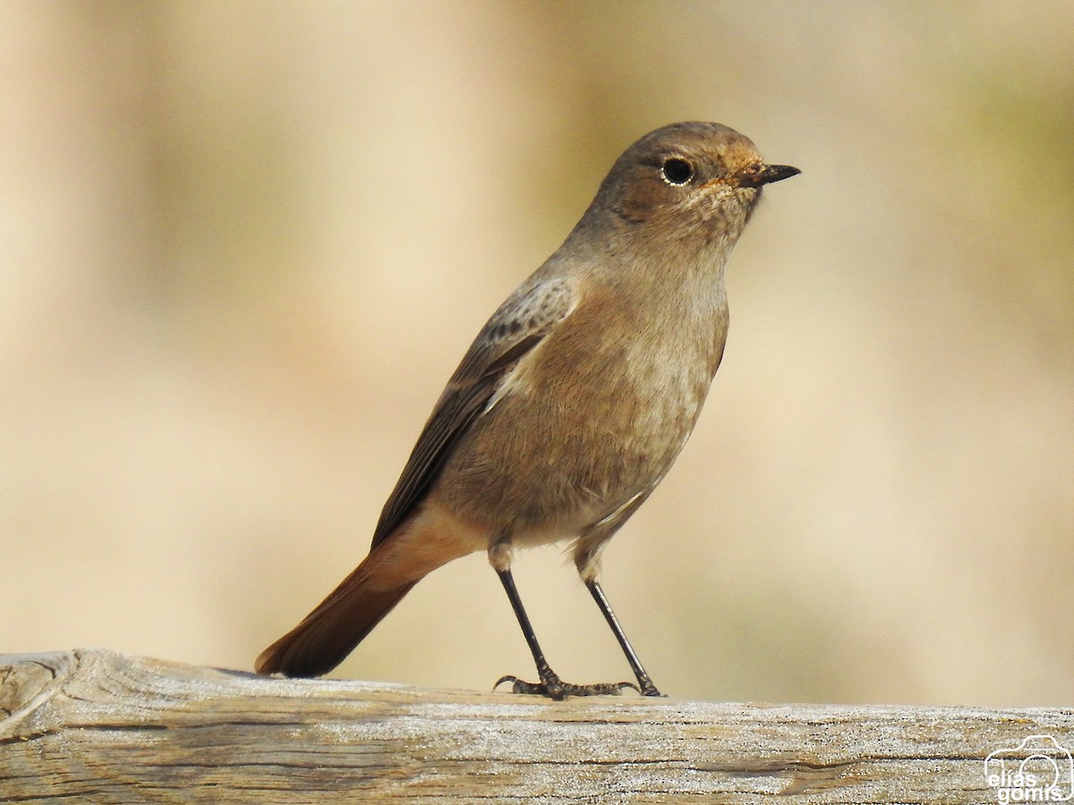 Black Redstart - ML645045177