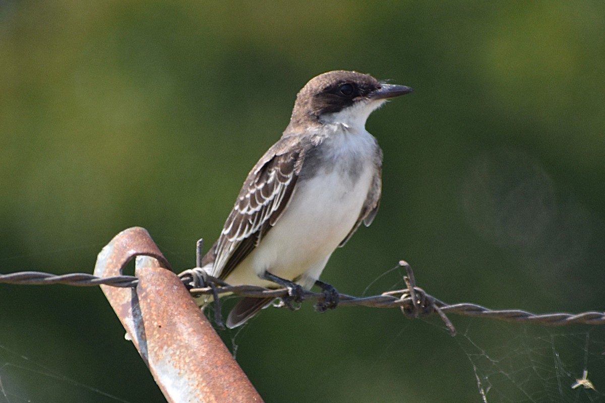 Eastern Kingbird - ML645045184