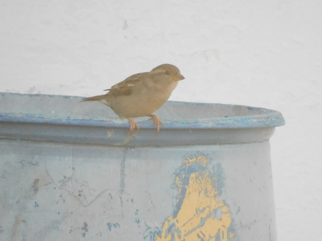 vrabec domácí - ML645045185