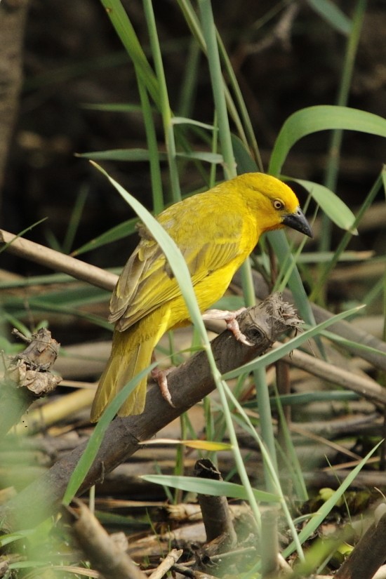 Holub's Golden-Weaver - ML645045196