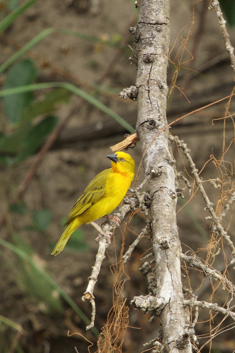 Holub's Golden-Weaver - ML645045197