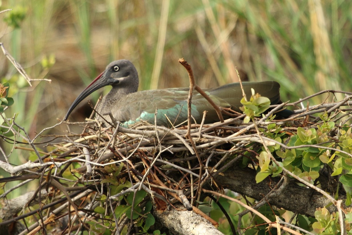 Hadada Aynağı - ML645045230