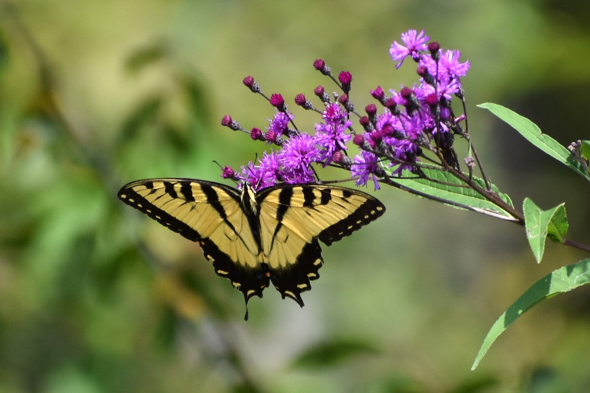 Animals - ML645045236