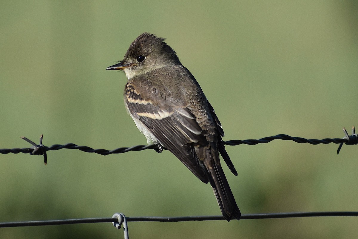 Eastern Wood-Pewee - ML645045246