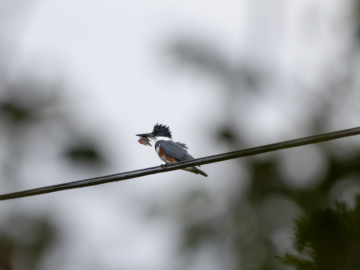 Рибалочка-чубань північний - ML645045251