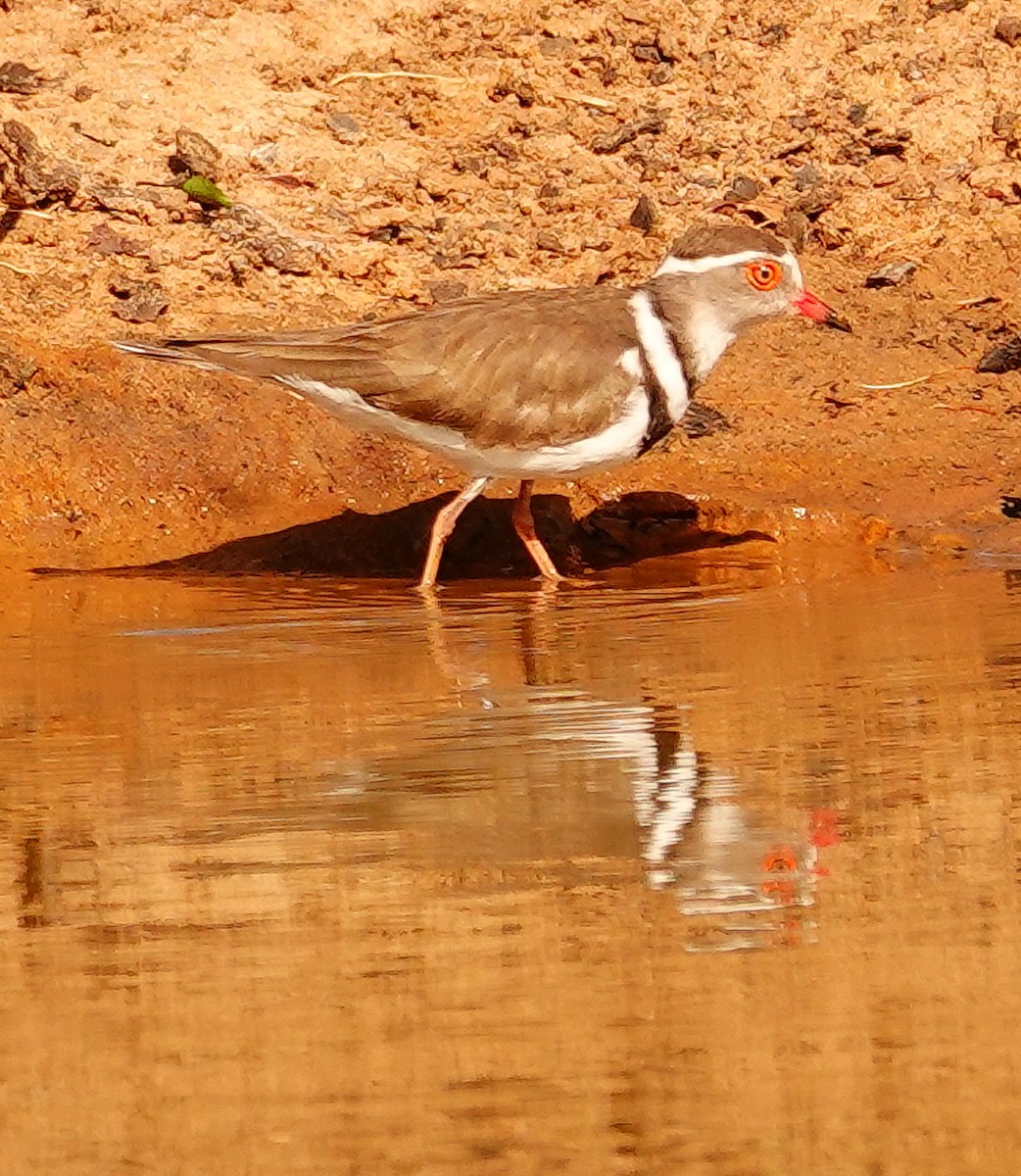 Three-banded Plover (African) - ML645045256