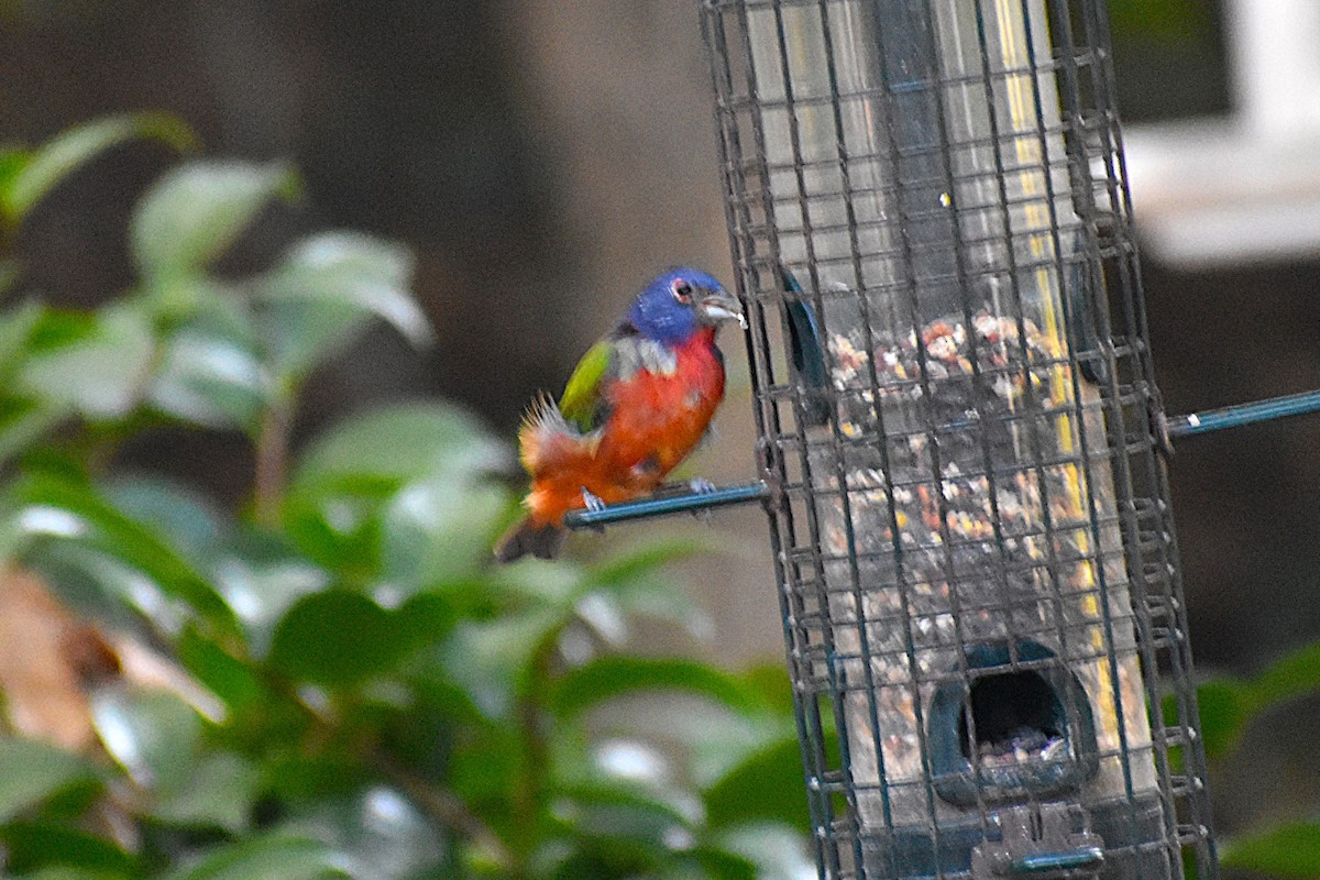 Painted Bunting - ML645045259