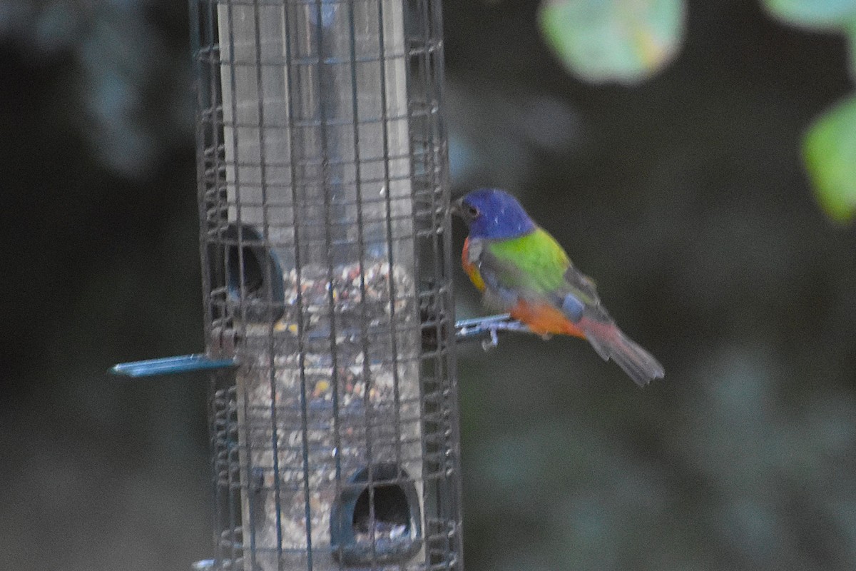 Painted Bunting - ML645045262