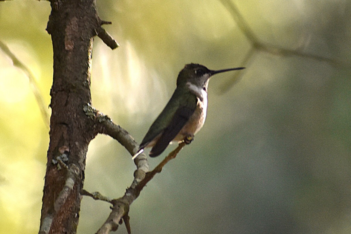 Колібрі рубіновогорлий - ML645045264