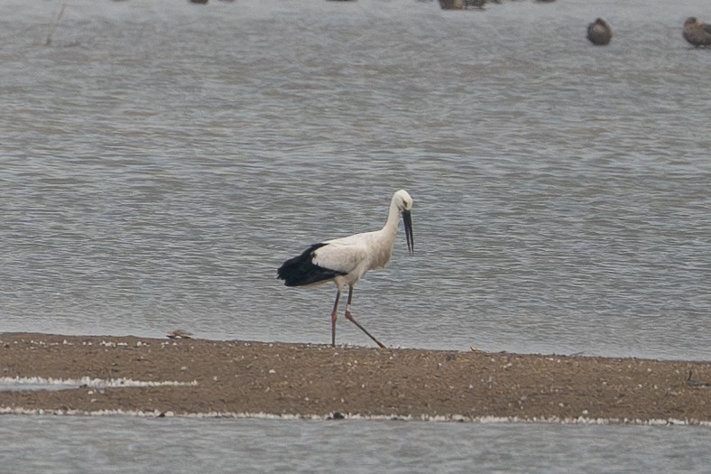 Schwarzschnabelstorch - ML645045296