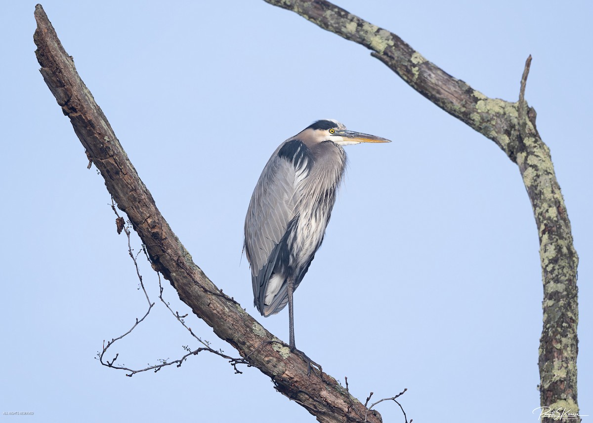 Чапля північна - ML645045298