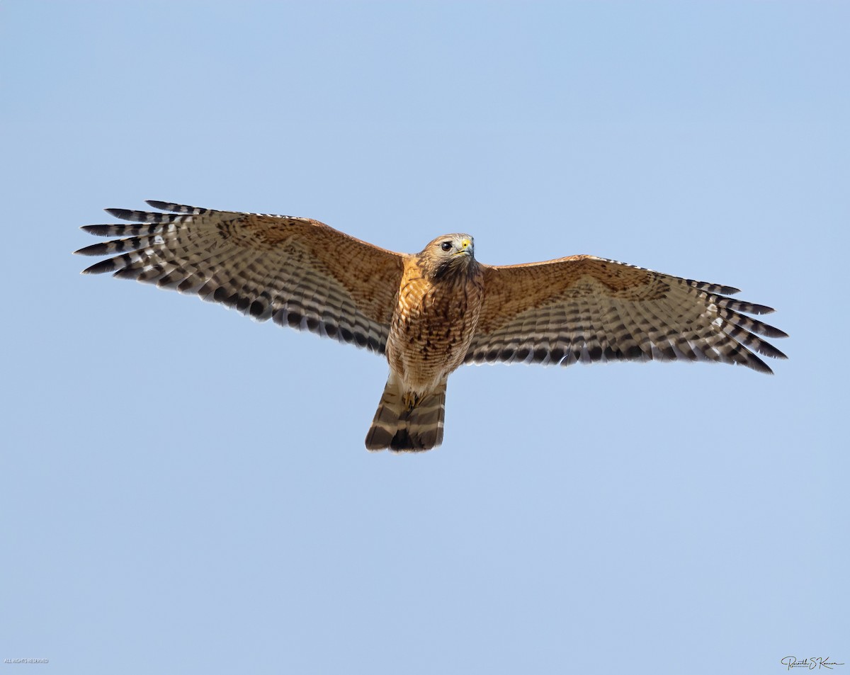 Канюк рудоплечий - ML645045305